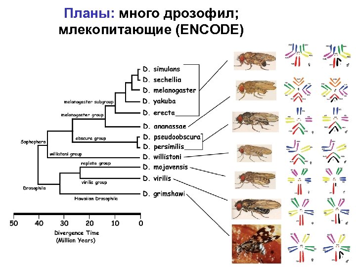 Планы: много дрозофил; млекопитающие (ENCODE) 