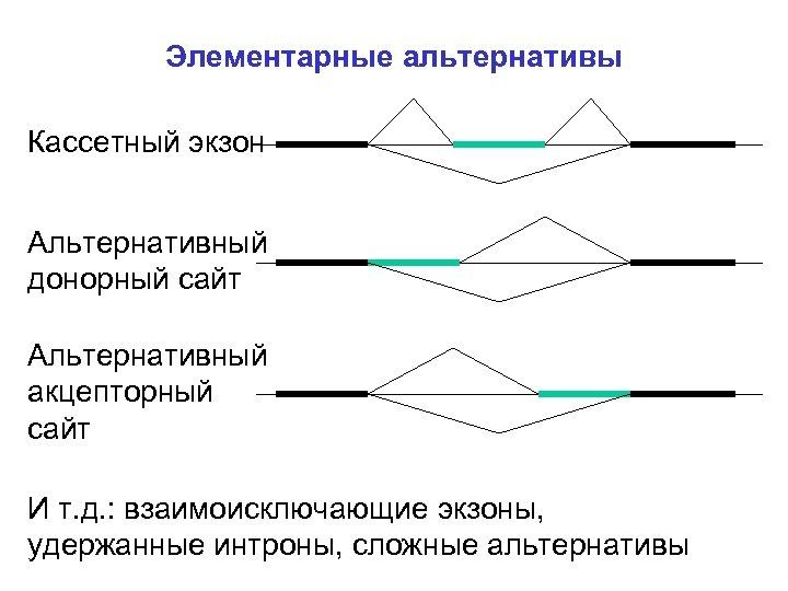 Элементарные альтернативы Кассетный экзон Альтернативный донорный сайт Альтернативный акцепторный сайт И т. д. :