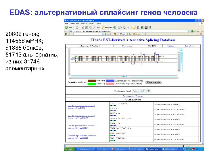 EDAS: альтернативный сплайсинг генов человека 20809 генов; 114568 м. РНК; 91835 белков; 51713 альтернатив,