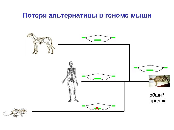 Потеря альтернативы в геноме мыши общий предок 