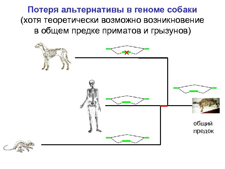Потеря альтернативы в геноме собаки (хотя теоретически возможно возникновение в общем предке приматов и