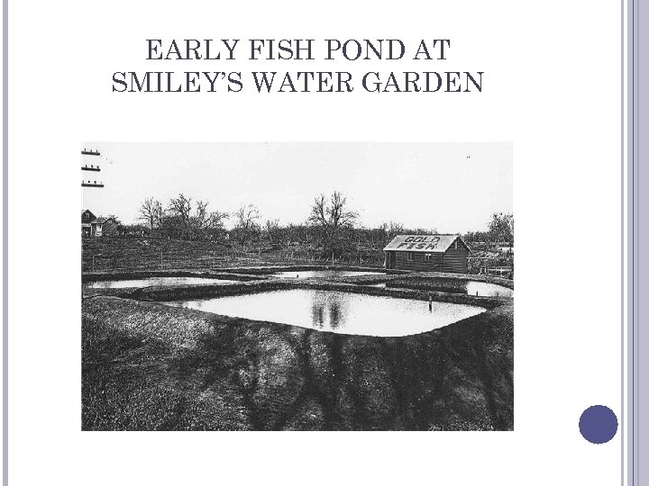 EARLY FISH POND AT SMILEY’S WATER GARDEN 