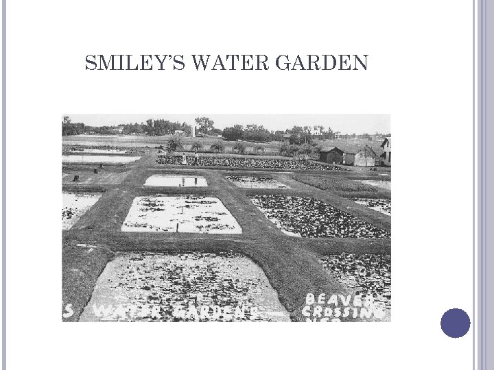 SMILEY’S WATER GARDEN 