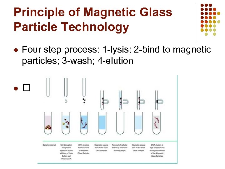 Principle of Magnetic Glass Particle Technology l Four step process: 1 -lysis; 2 -bind