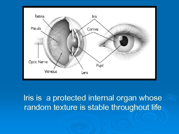 Iris is a protected internal organ whose random texture is stable throughout life 