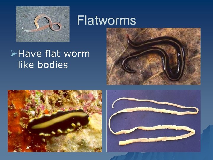 characteristics of flat worms