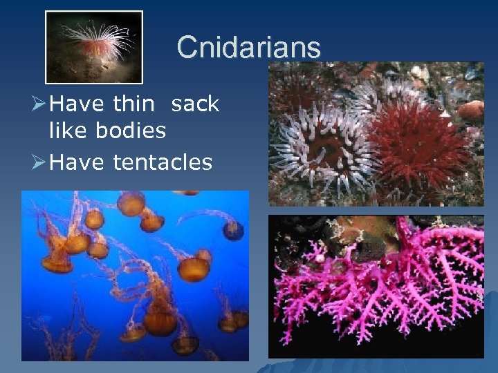 Cnidarians Ø Have thin sack like bodies Ø Have tentacles 