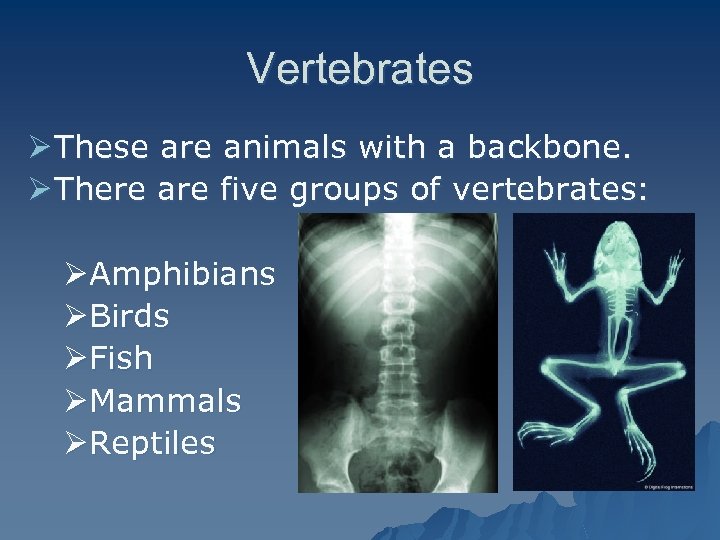 Classification Grouping Identifying Living Things This Powerpoint