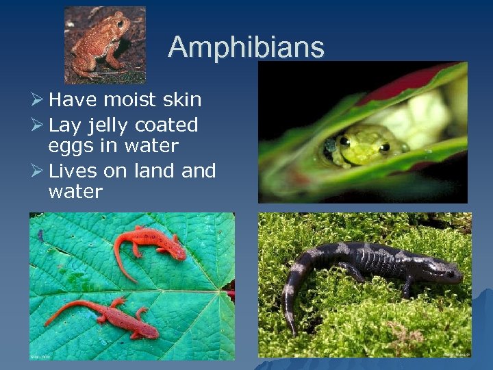 Classification Grouping Identifying Living Things This Powerpoint