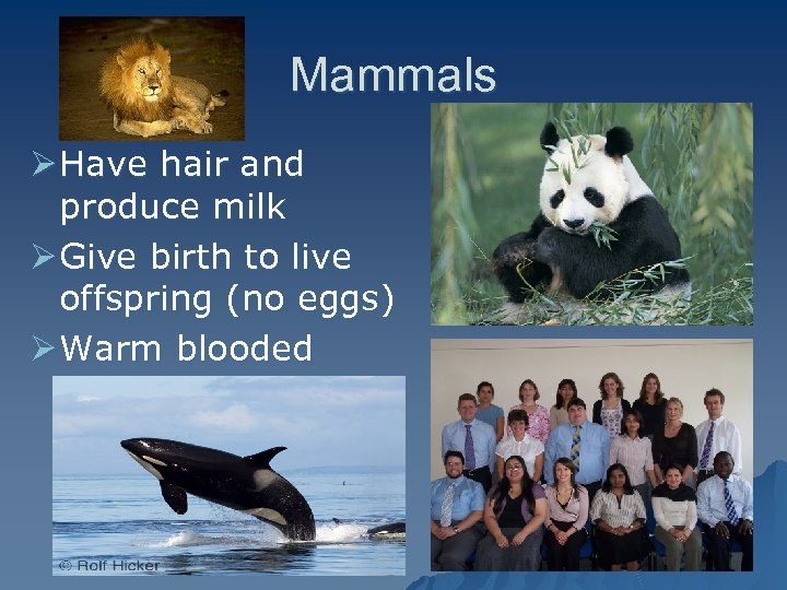 Mammals Ø Have hair and produce milk Ø Give birth to live offspring (no