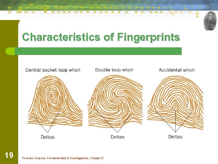 Characteristics of Fingerprints 19 Forensic Science: Fundamentals & Investigations, Chapter 6 