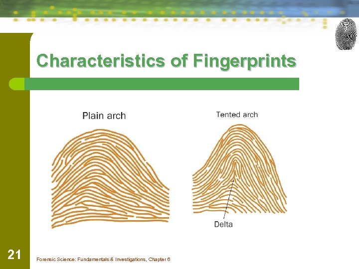 Characteristics of Fingerprints 21 Forensic Science: Fundamentals & Investigations, Chapter 6 