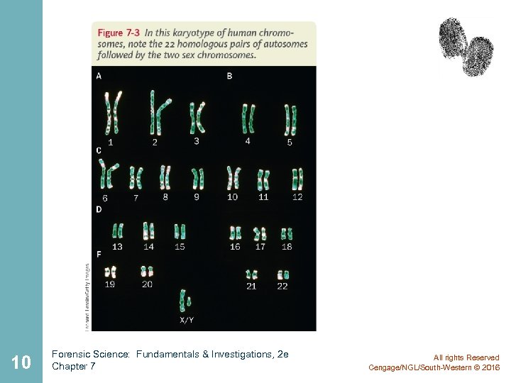 10 Forensic Science: Fundamentals & Investigations, 2 e Chapter 7 All rights Reserved Cengage/NGL/South-Western