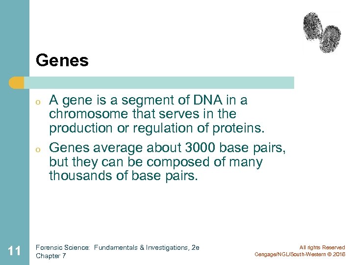 Genes o o 11 A gene is a segment of DNA in a chromosome