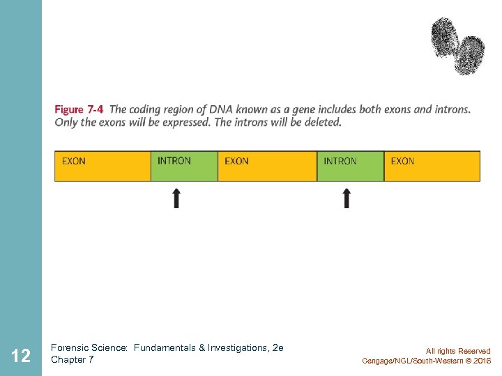 12 Forensic Science: Fundamentals & Investigations, 2 e Chapter 7 All rights Reserved Cengage/NGL/South-Western