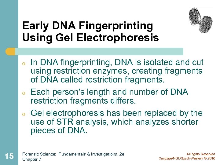 Early DNA Fingerprinting Using Gel Electrophoresis o o o 15 In DNA fingerprinting, DNA