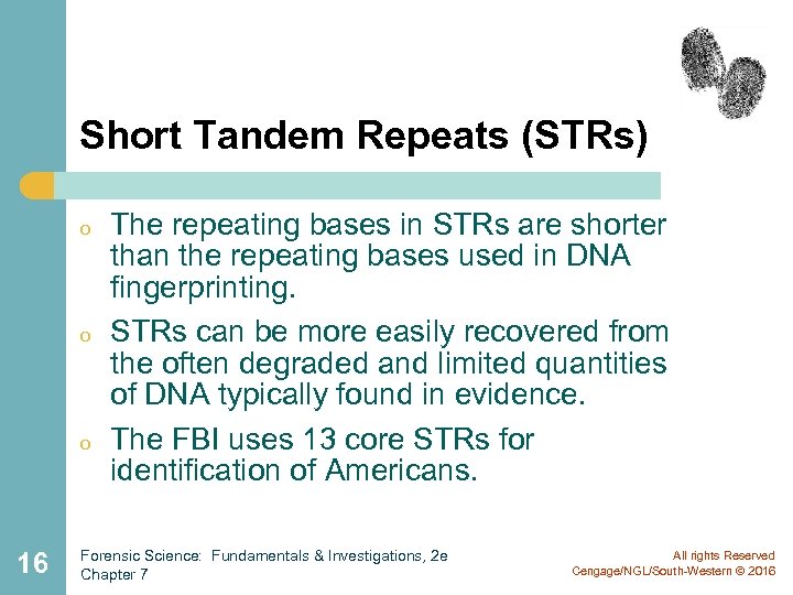 Short Tandem Repeats (STRs) o o o 16 The repeating bases in STRs are