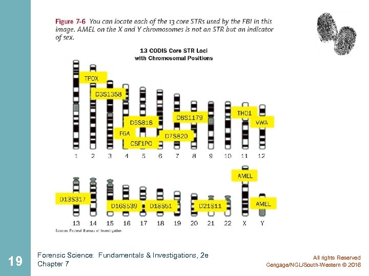 19 Forensic Science: Fundamentals & Investigations, 2 e Chapter 7 All rights Reserved Cengage/NGL/South-Western