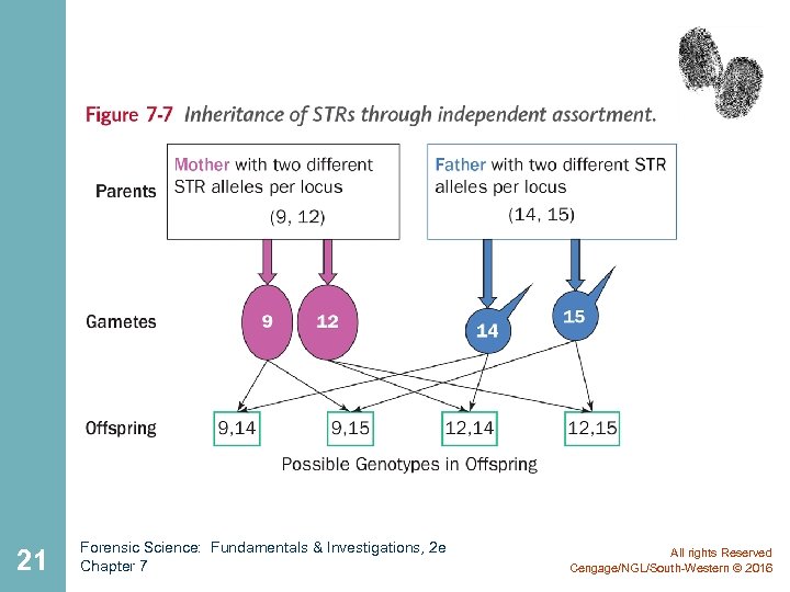 21 Forensic Science: Fundamentals & Investigations, 2 e Chapter 7 All rights Reserved Cengage/NGL/South-Western