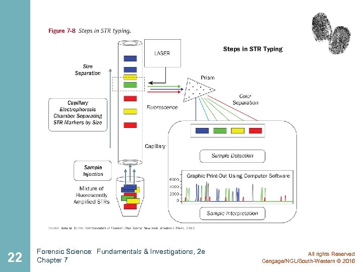 22 Forensic Science: Fundamentals & Investigations, 2 e Chapter 7 All rights Reserved Cengage/NGL/South-Western