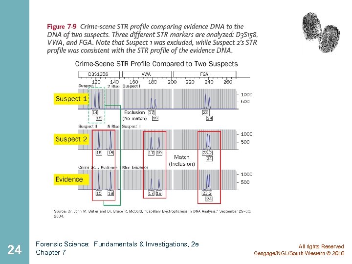 24 Forensic Science: Fundamentals & Investigations, 2 e Chapter 7 All rights Reserved Cengage/NGL/South-Western