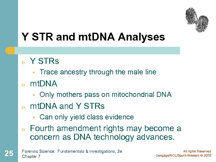 Y STR and mt. DNA Analyses o Y STRs • o mt. DNA •