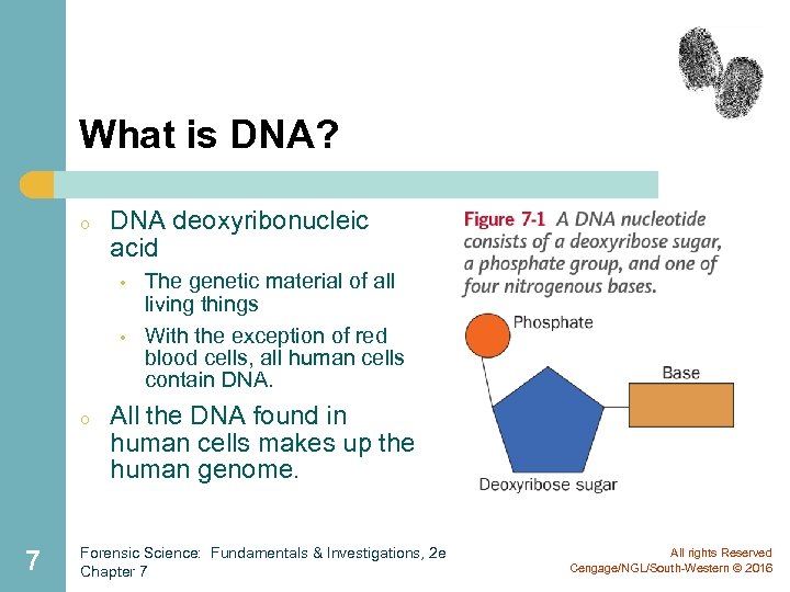 What is DNA? o DNA deoxyribonucleic acid • • o 7 The genetic material