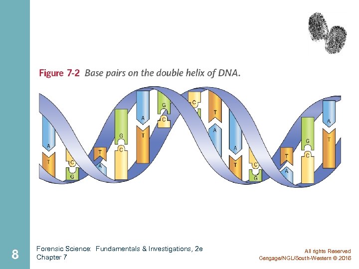 8 Forensic Science: Fundamentals & Investigations, 2 e Chapter 7 All rights Reserved Cengage/NGL/South-Western