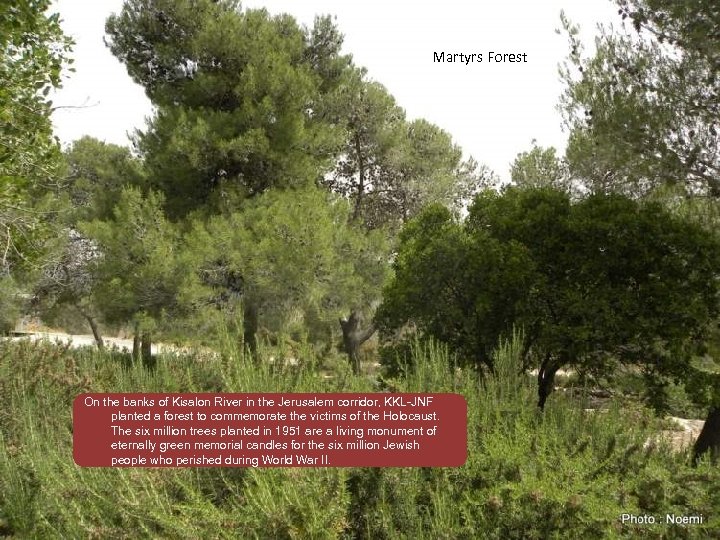 Martyrs Forest On the banks of Kisalon River in the Jerusalem corridor, KKL-JNF planted