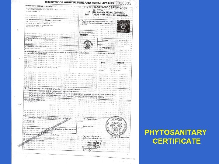 PHYTOSANITARY CERTIFICATE 