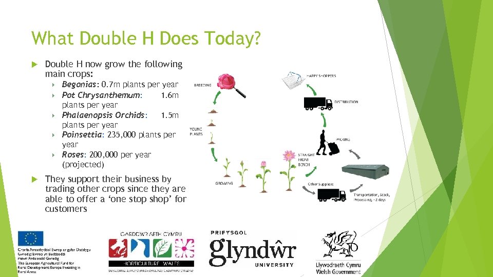 What Double H Does Today? Double H now grow the following main crops: Begonias: