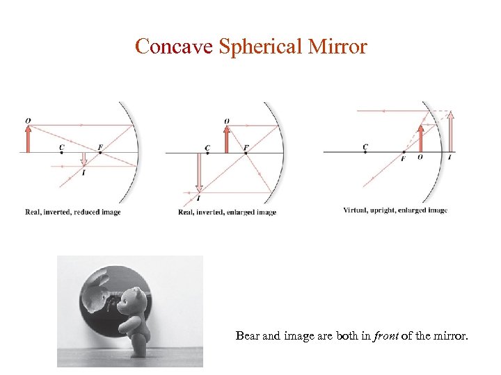 Concave Spherical Mirror Bear and image are both in front of the mirror. 