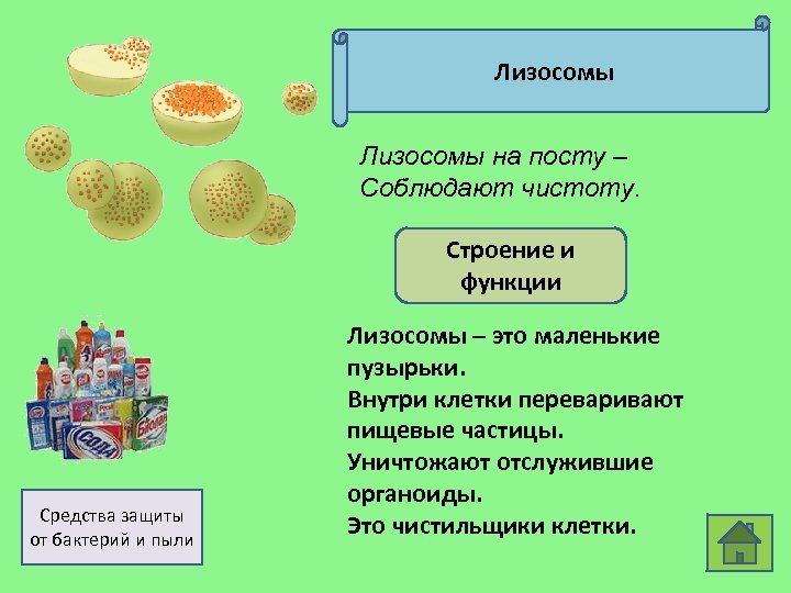 Лизосомы на посту – Соблюдают чистоту. Строение и функции Средства защиты от бактерий и