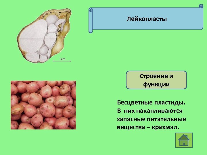 Лейкопласты Строение и функции Бесцветные пластиды. В них накапливаются запасные питательные вещества – крахмал.