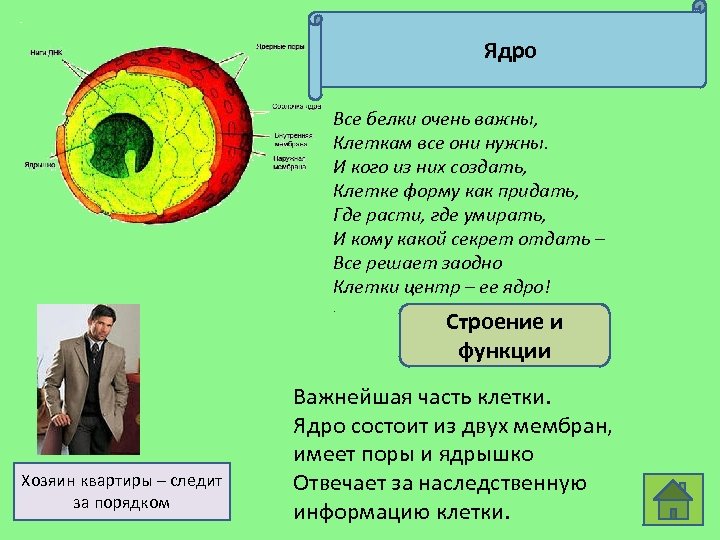 Ядро Все белки очень важны, Клеткам все они нужны. И кого из них создать,