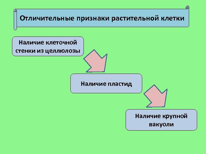 Отличительные признаки растительной клетки Наличие клеточной стенки из целлюлозы Наличие пластид Наличие крупной вакуоли