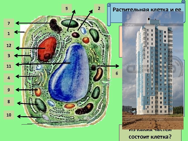5 7 2 Растительная клетка и ее органоиды Нажимая на органоиды клетки, вы узнаете