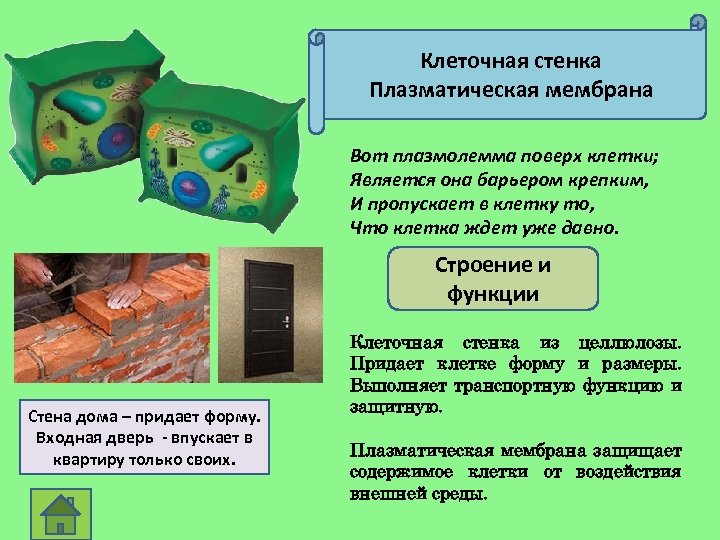 Клеточная стенка Плазматическая мембрана Вот плазмолемма поверх клетки; Является она барьером крепким, И пропускает