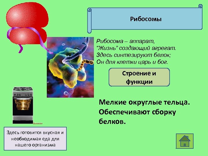 Рибосомы Рибосома – аппарат, “Жизнь” создающий агрегат. Здесь синтезируют белок; Он для клетки царь