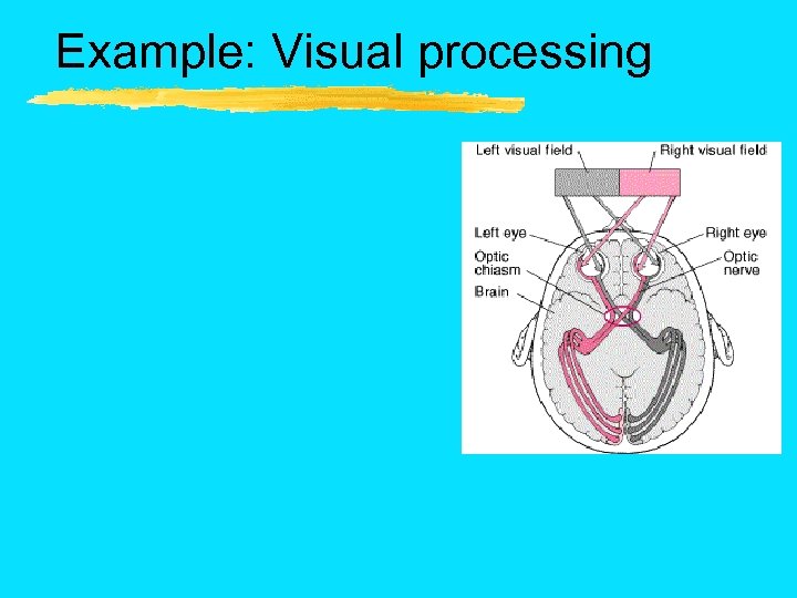 Example: Visual processing 