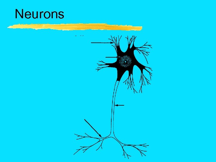 Neurons 