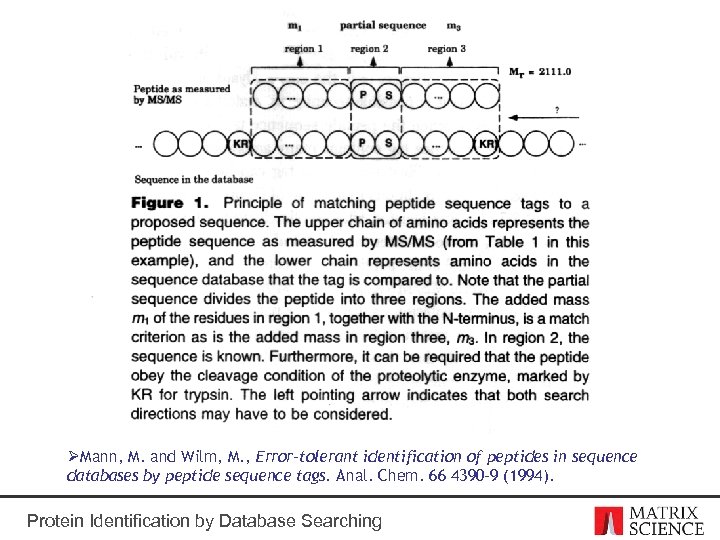 ØMann, M. and Wilm, M. , Error-tolerant identification of peptides in sequence databases by