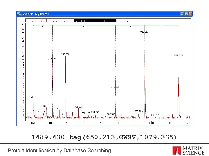 1489. 430 tag(650. 213, GWSV, 1079. 335) Protein Identification by Database Searching 