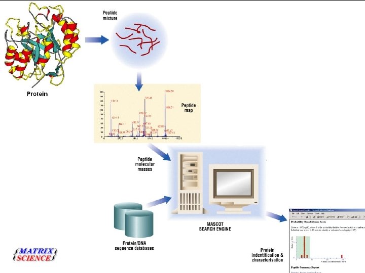 Protein Identification by Database Searching 