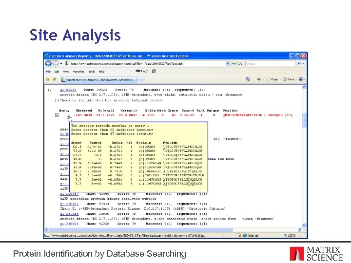 Site Analysis Protein Identification by Database Searching 