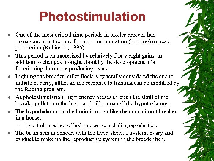 Photostimulation One of the most critical time periods in broiler breeder hen management is