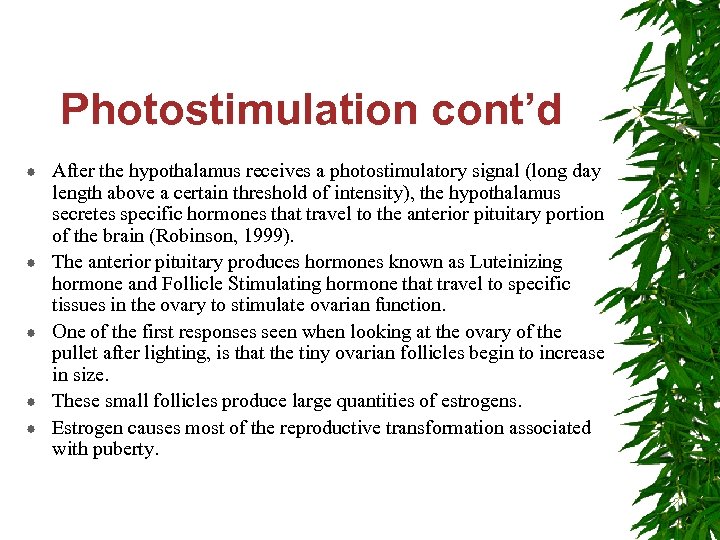 Photostimulation cont’d After the hypothalamus receives a photostimulatory signal (long day length above a