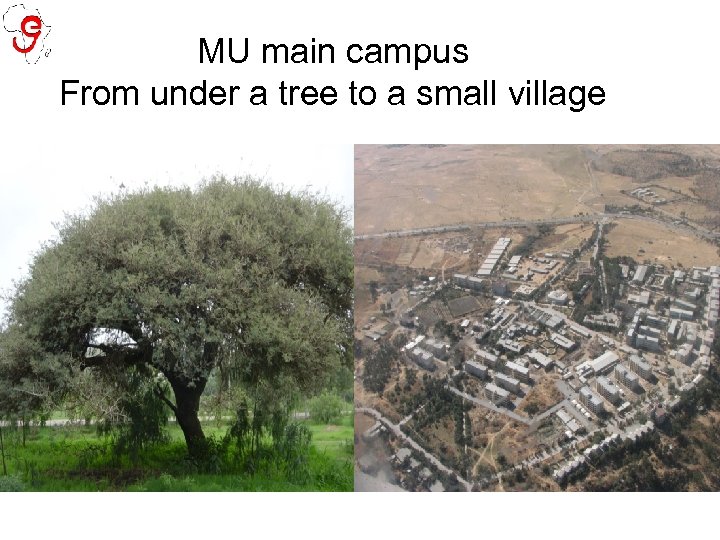 MU main campus From under a tree to a small village 