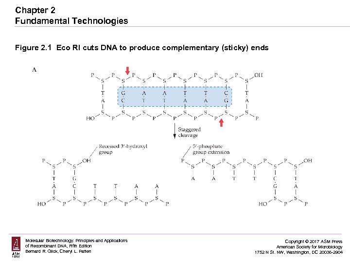 Chapter 2 Fundamental Technologies Figure 2. 1 Eco RI cuts DNA to produce complementary
