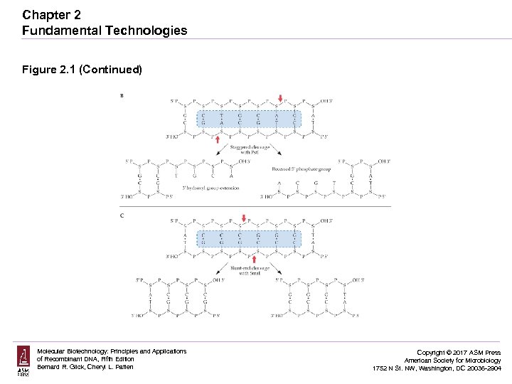 Chapter 2 Fundamental Technologies Figure 2. 1 (Continued) Molecular Biotechnology: Principles and Applications of